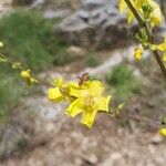 Verbascum nobile Flor