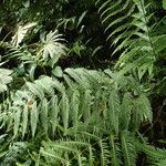 Pteris linearis List