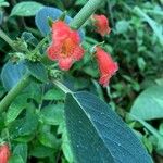 Kohleria spicata Flower