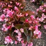 Begonia cucullataFlower