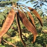 Albizia carbonaria Gyümölcs