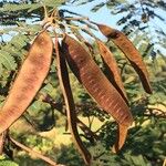 Albizia carbonaria Ffrwyth