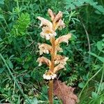 Orobanche lutea Bloem