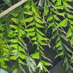 Caryota mitis برگ