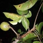 Leeuwenbergia africana Hoja