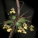 Erycina glossomystax Λουλούδι