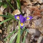Iris verna