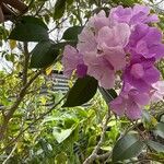 Mansoa alliacea Flower