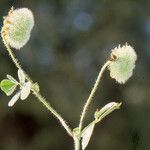 Trifolium globosum Habitus