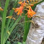 Crocosmia aureaŽiedas