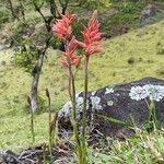 Sacoila lanceolata Flower