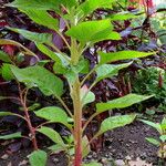 Celosia argentea Plante entière