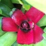 Neoregelia carolinae Листок