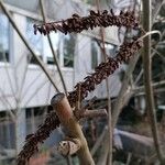 Amorpha fruticosa Fruit