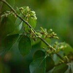 Dendrolobium umbellatum Froito