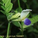 Vicia laeta 花