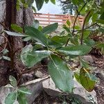 Arbutus menziesiiLeaf