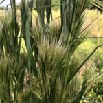 Bromus rubens برگ