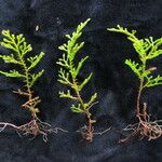 Selaginella chrysocaulos