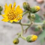 Heterotheca grandiflora Flower