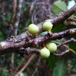 Myrsine citrifolia Frucht