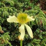 Anemone baldensis Flor