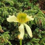 Anemone baldensis Blomst