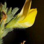 Ononis variegata പുഷ്പം