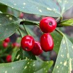 Aucuba japonica Fruit