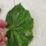Begonia minor Blatt