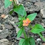 Lysimachia arvensis Blomma