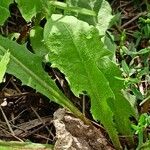 Taraxacum campylodes برگ