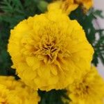 Tagetes erectaKwiat