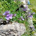 Clinopodium alpinumVirág