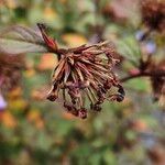 Ceratostigma willmottianum Frucht