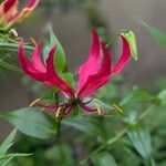 Gloriosa simplex फूल