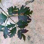 Rubus nemoralis Leaf