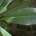 Ochrosia elliptica 葉
