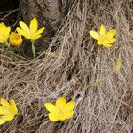 Sternbergia sicula आदत