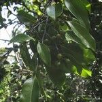 Huberantha nitidissima Fruit