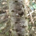 Abies concolor Bark