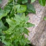 Parietaria debilis Folha