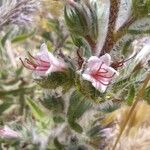 Echium asperrimum Flower