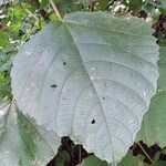 Urera baccifera Hoja