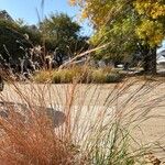 Schizachyrium scoparium Blatt