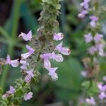 Ocimum tenuiflorum Flor