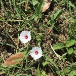 Convolvulus equitans Hábito