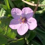 Erodium acauleFlower