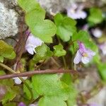 Cymbalaria muralis Кара