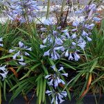 Agapanthus campanulatus Foglia